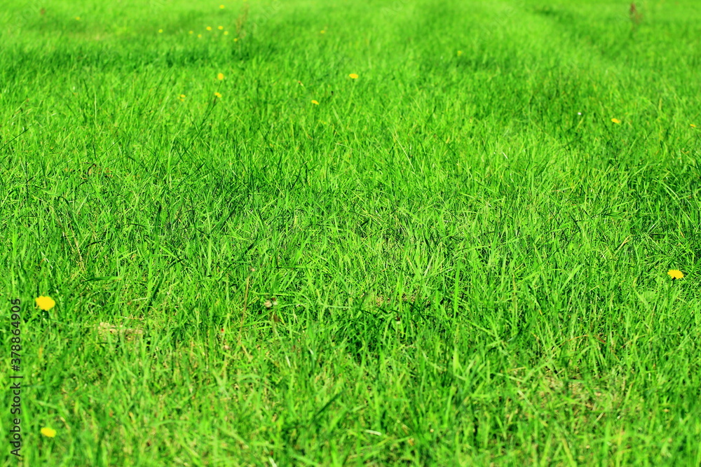 green grass in the Polish countryside green grass in the Polish countryside