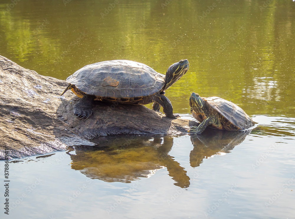 painted turtle,Chrysemys picta painted turtle,Chrysemys picta