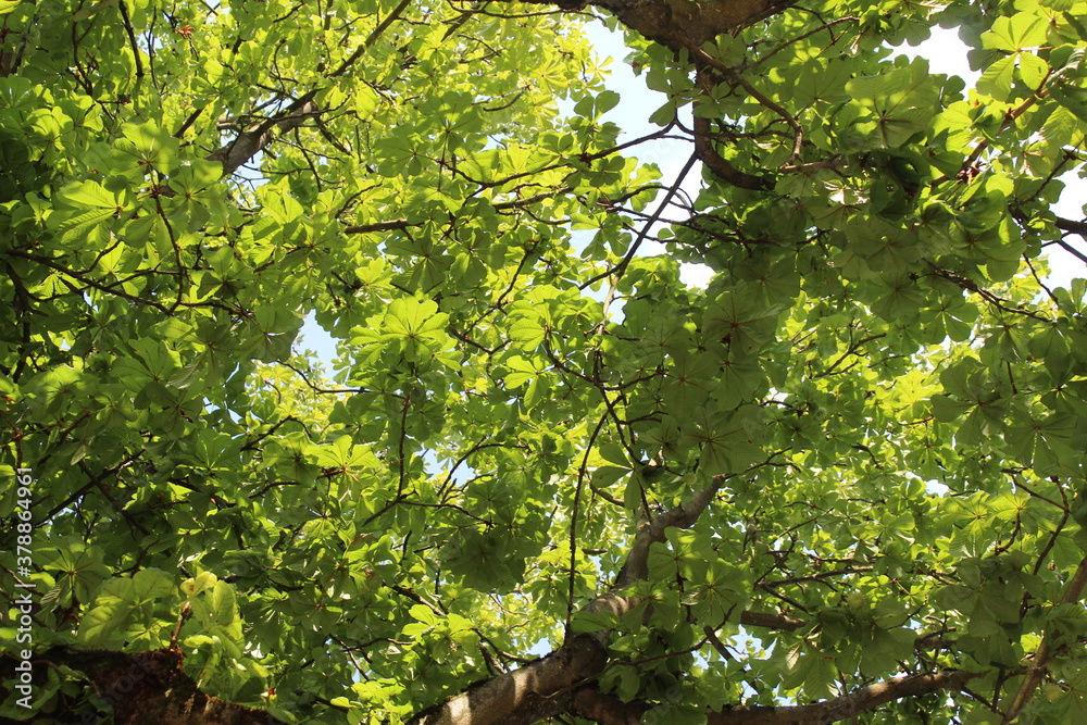 Ramas de un arbol desde donde pueden apreciarse sus hijas verdes en dibersas tonalidades, hermoso follage verde de verano Ramas de un arbol desde donde pueden apreciarse sus hijas verdes en dibersas tonalidades, hermoso follage verde de verano