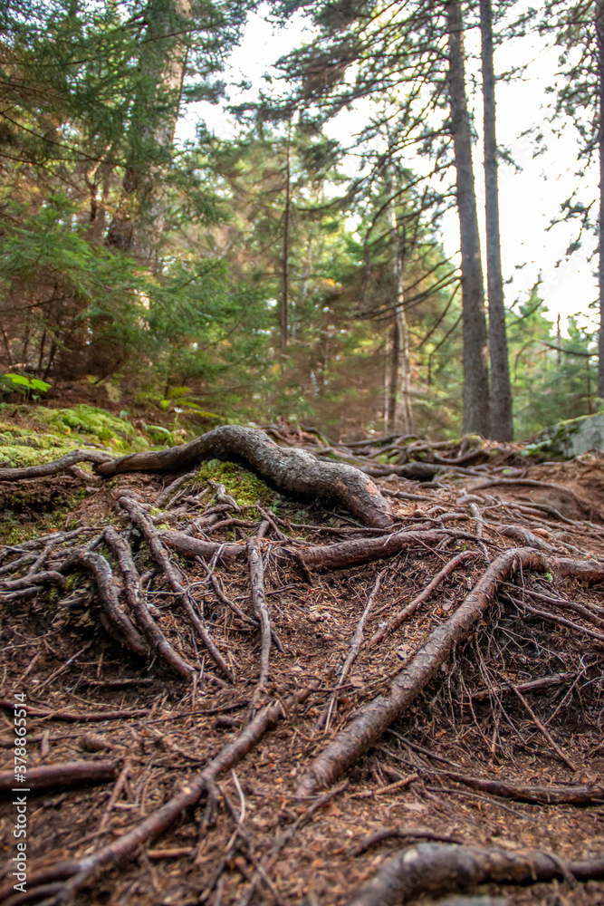 Tree roots sticking out of the dirt on a path Tree roots sticking out of the dirt on a path