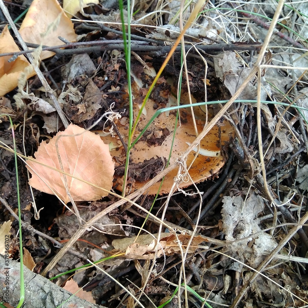 mushrooms in the grass mushrooms in the grass