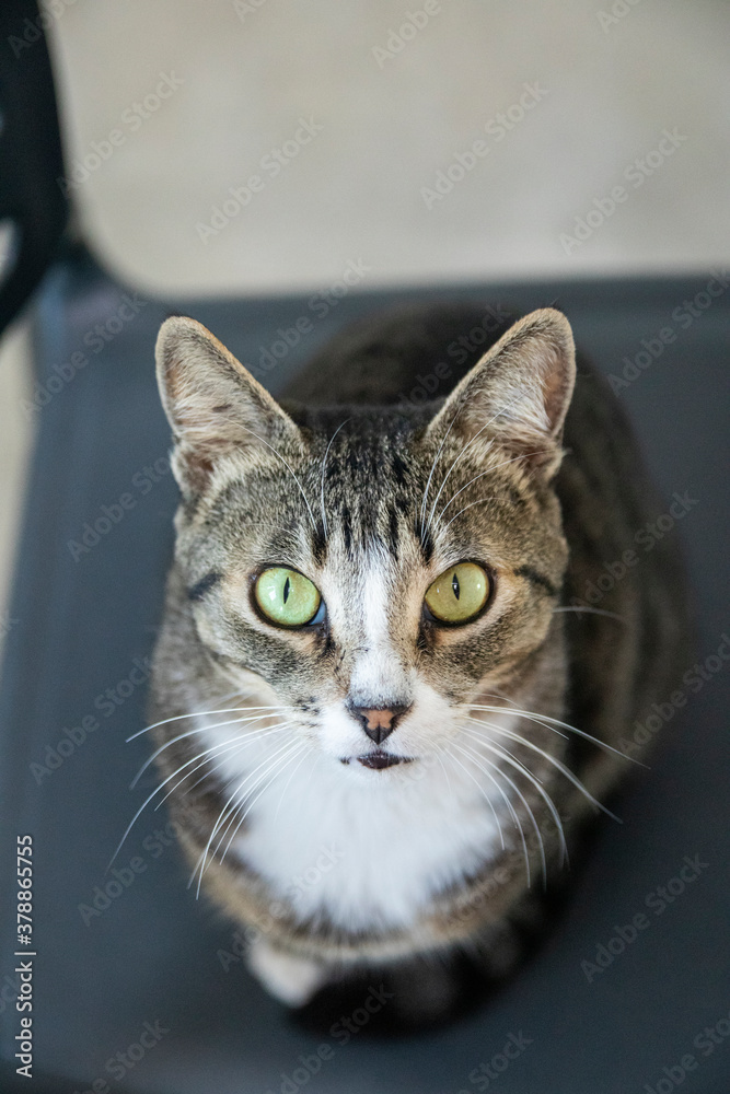 Striped Cat, brown, black and white wool with green eyes on the chair looking at the camera
