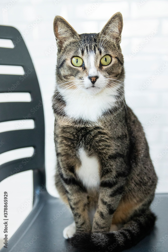 Obraz premium Striped Cat, brown, black and white wool with green eyes on the chair looking at the camera