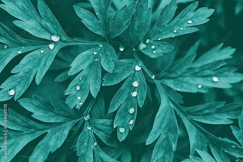 Fototapeta premium Plant blue-green lobed leaves with water drops, botanical dark background