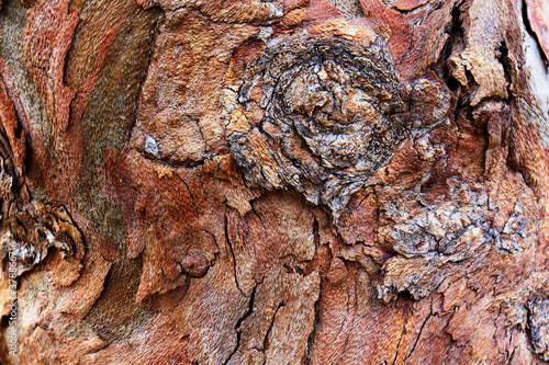 Red Tree Bark