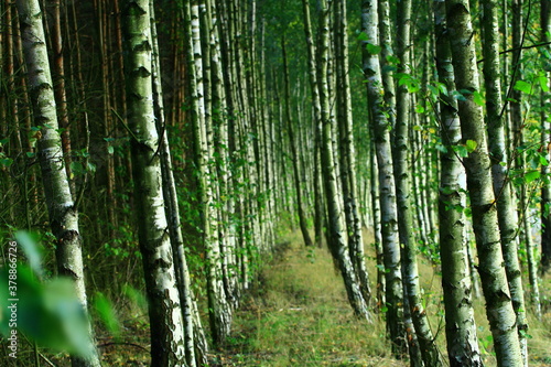 old birch trees in a forest in one of the Polish villages