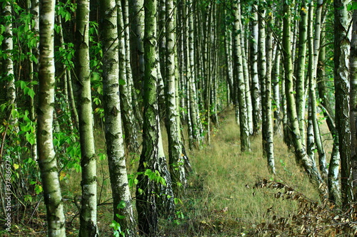 old birch trees in a forest in one of the Polish villages