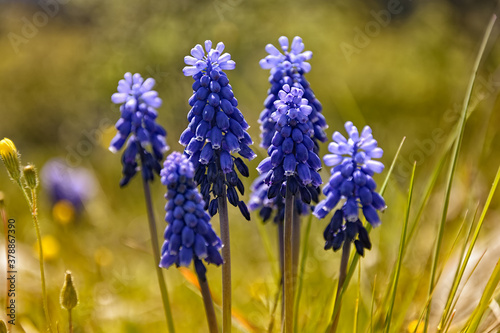 forget me not