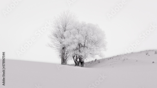 tree in snow