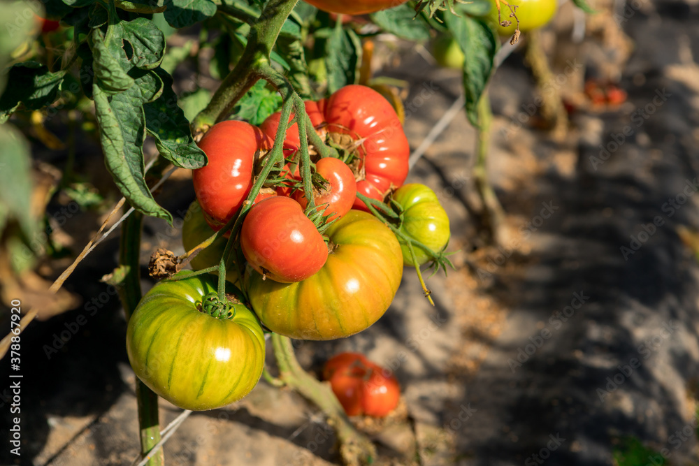 Juicy tomatoes ripen on the beds.