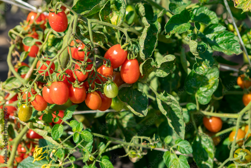 Juicy tomatoes ripen on the beds.