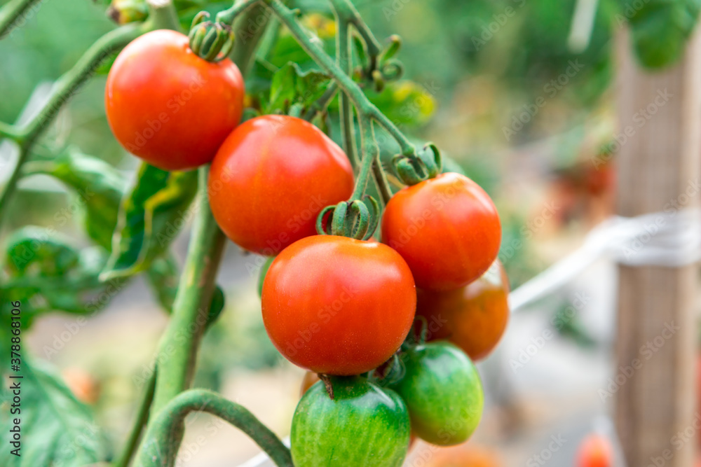 Juicy tomatoes ripen on the beds.