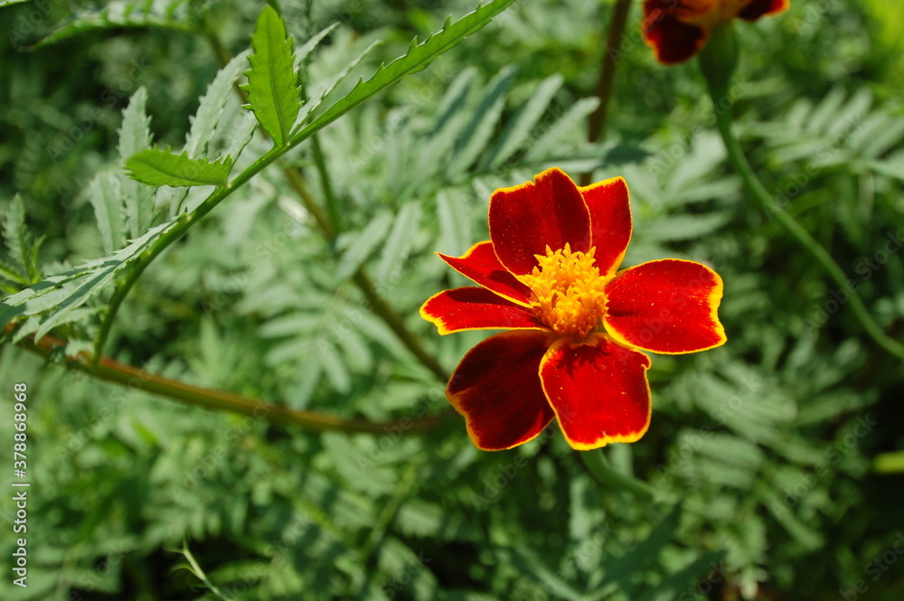 orange and yellow nasturtium flower in the garden