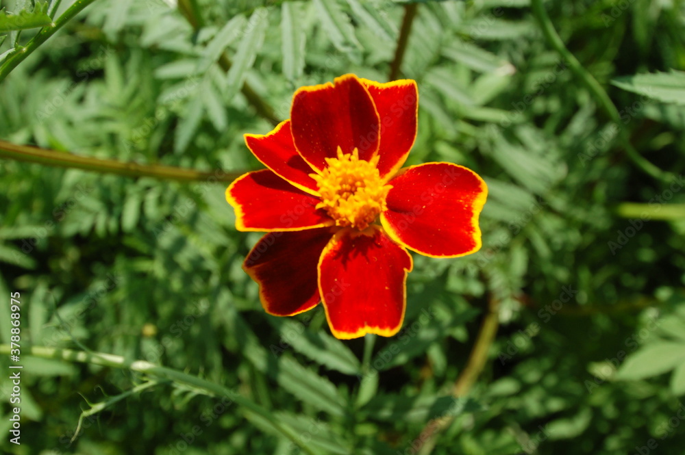 orange and yellow nasturtium flower