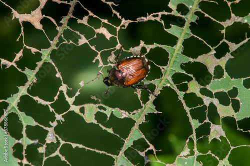 Fotografering Japanese beetle eating leaves from the trees