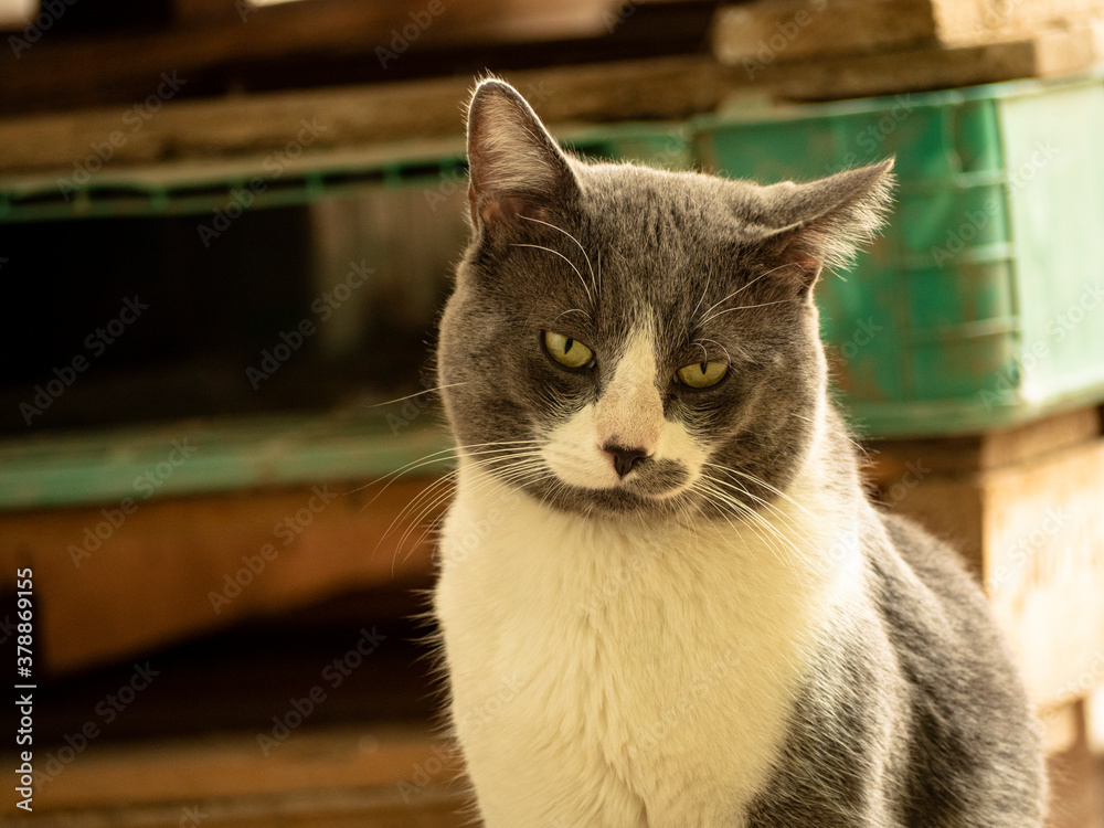 Retrato de un gato gris con blanco, gatos demesticos.