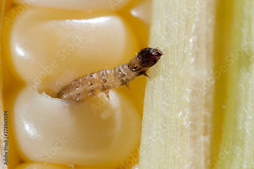 European corn borer larva eating his way through an ear of corn