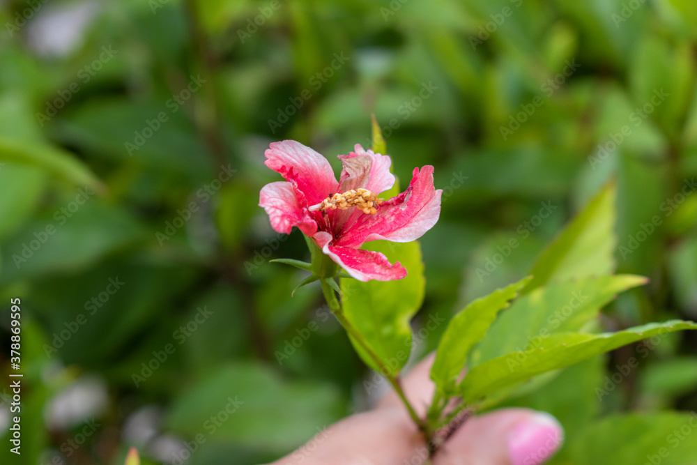 pink hibiscus flower