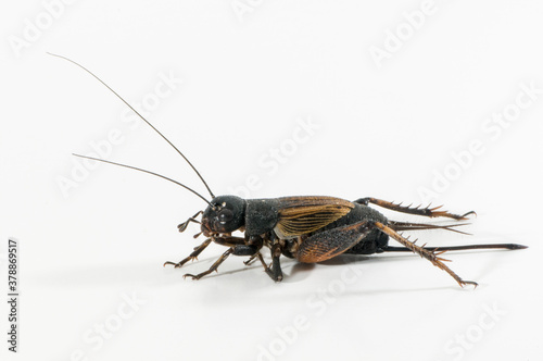 Side view of female Fall Field Cricket on a white background. © silukstockimages