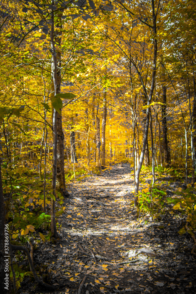 Golden yellow leaves on trees near a path in the fall