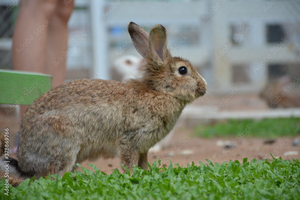 Fototapeta premium Little rabbit on green grass in summer day