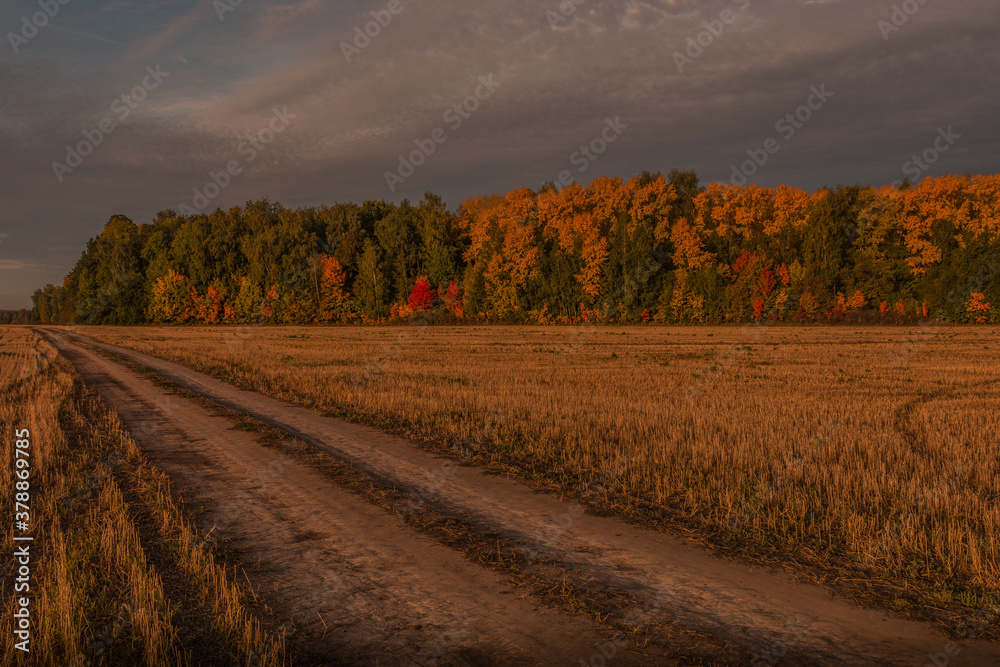 Fototapeta premium autumn landscape with field