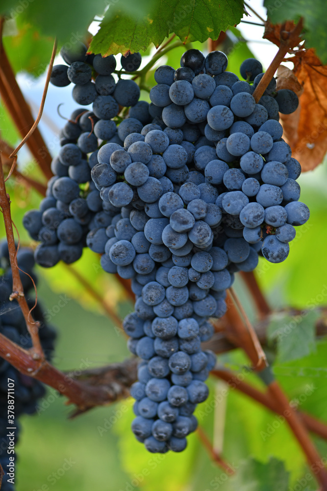Naklejka premium Ribeiro grape bunches in Orense
