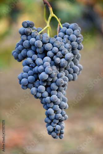 Ribeiro grape bunches in Orense