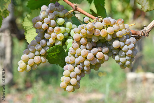 Ribeiro grape bunches in Orense