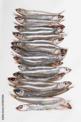 Close-up of sardines