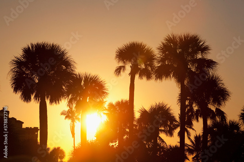 Silhouette of palm trees on the beach at sunset, Miami Beach, Florida, USA