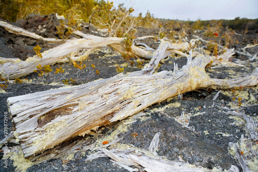 Fallen trees in a forest, Hawaii Volcanoes National Park, Big Island, Hawaii, USA