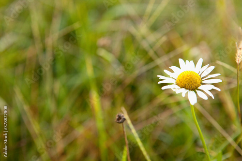 Close-up of a daisy flower photo