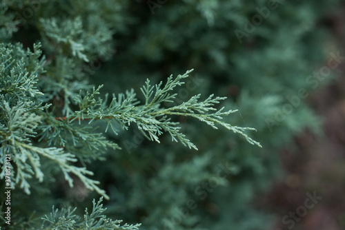 Bilde på lerret closeup of cypress tree branch in the hedge in the garden