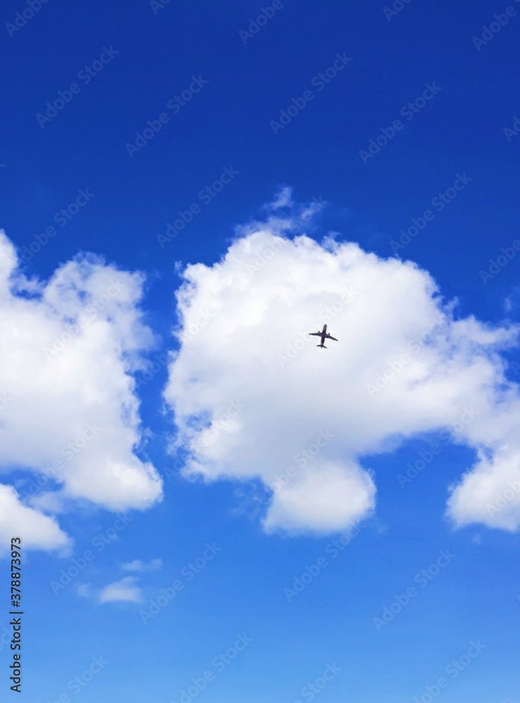 Fototapeta premium seagull in the sky