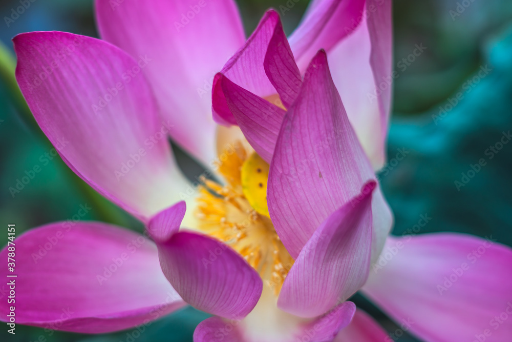 Close up beautiful big fresh exotic lotus water lily flower with yellow stamens on dark green leaves. Fine art minimal concept nature background ideal for wallpaper design. Toned photo pink Close up beautiful big fresh exotic lotus water lily flower with yellow stamens on dark green leaves. Fine art minimal concept nature background ideal for wallpaper design. Toned photo pink