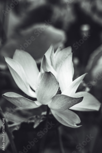 Close up beautiful big exotic lotus water lily flower on leaves. Fine art minimal concept nature background ideal for wallpaper design. Toned photo white black