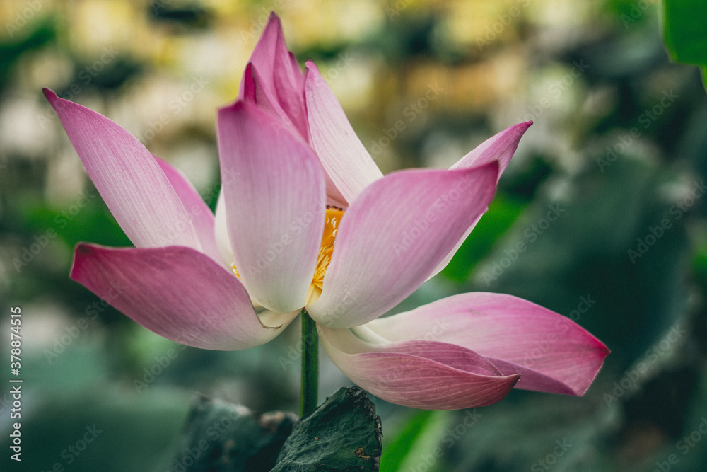 Close up beautiful big fresh exotic lotus water lily flower with yellow stamens on dark green leaves. Fine art minimal concept nature background ideal for wallpaper design. Toned photo pink Close up beautiful big fresh exotic lotus water lily flower with yellow stamens on dark green leaves. Fine art minimal concept nature background ideal for wallpaper design. Toned photo pink