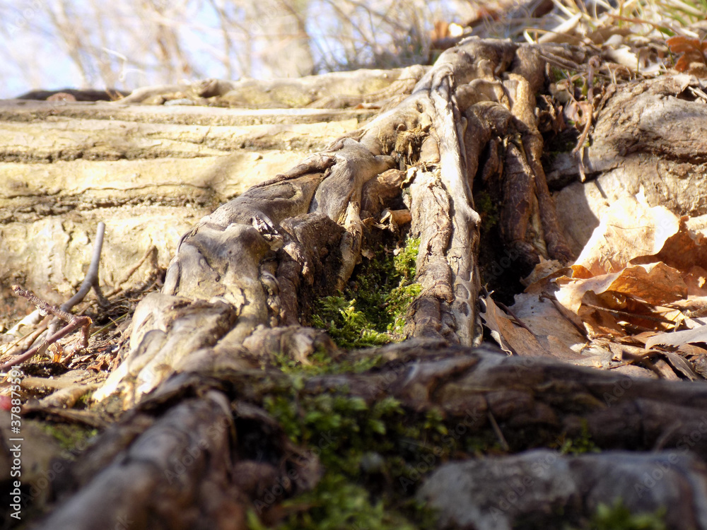 roots roots