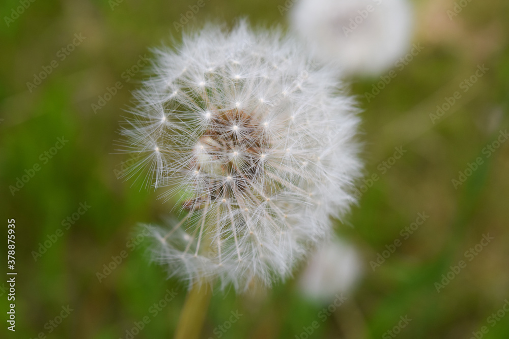 dandelion dandelion