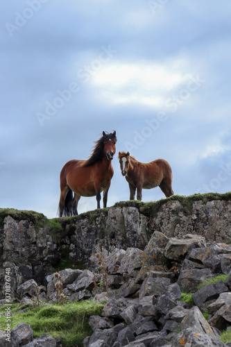 Wild Welsh Mountain Ponies in Brecon Beacon National Park
