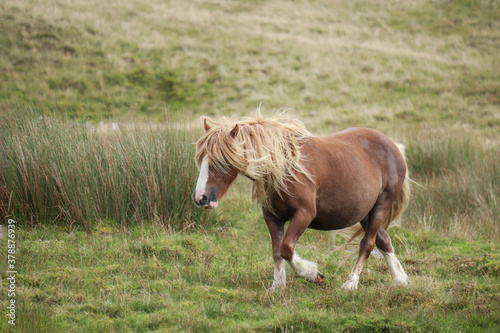 Wild Welsh Mountain Pony in Brecon Beacon National Park