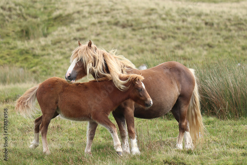 Wild Welsh Mountain Ponies in Brecon Beacon National Park © Boys in Bristol