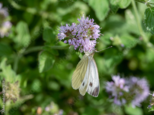 Papillon blanc sur fleur. photo