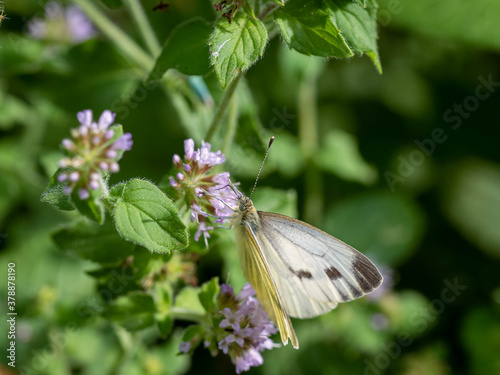 Papillon blanc sur fleur. photo