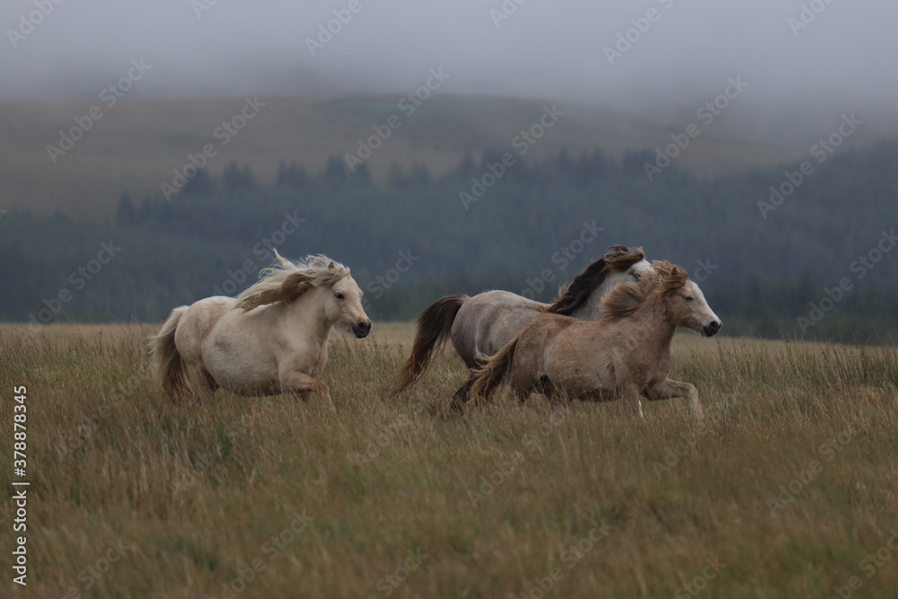 Obraz premium Wild Welsh Mountain Horses in Brecon Beacon National Park