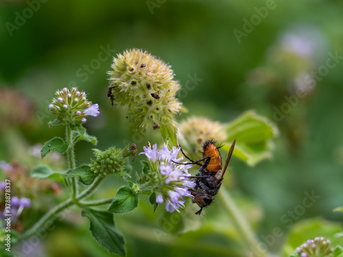 Mouche sur fleur. photo