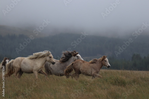 Wild Welsh Mountain Horses in Brecon Beacon National Park