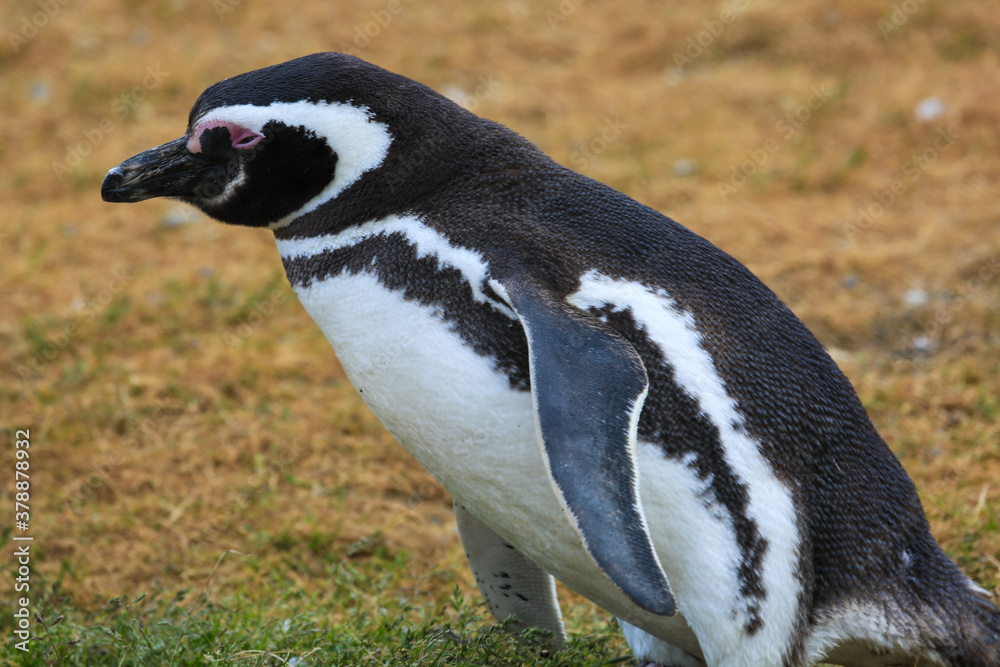 Obraz premium Smiling Penguin