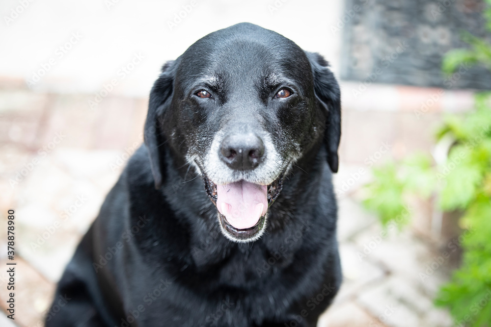 black labrador retriever dog portrait smile